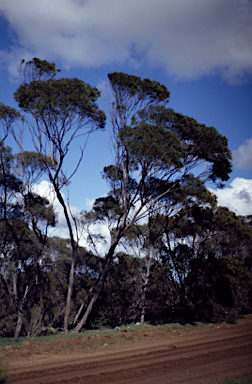 APII jpeg image of Eucalyptus viridis  © contact APII