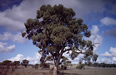 APII jpeg image of Eucalyptus wandoo subsp. pulverea  © contact APII