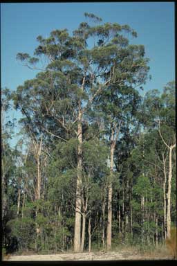 APII jpeg image of Eucalyptus carnea  © contact APII