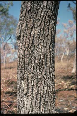 APII jpeg image of Eucalyptus koolpinensis  © contact APII