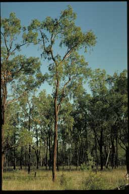 APII jpeg image of Eucalyptus tenuipes  © contact APII