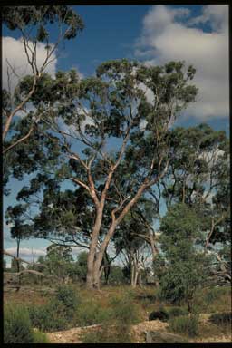 APII jpeg image of Eucalyptus terrica  © contact APII