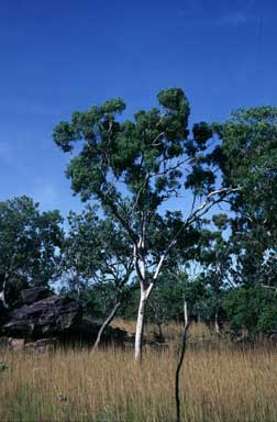 APII jpeg image of Corymbia torta  © contact APII