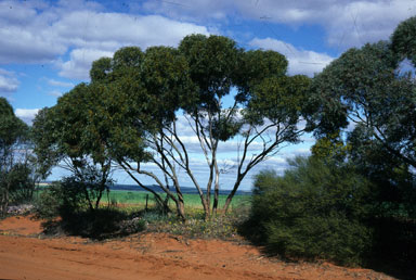 APII jpeg image of Eucalyptus comitae-vallis  © contact APII