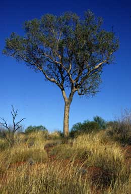 APII jpeg image of Corymbia chippendalei  © contact APII