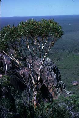 APII jpeg image of Eucalyptus doratoxylon  © contact APII