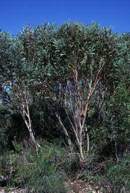 APII jpeg image of Eucalyptus erectifolia  © contact APII