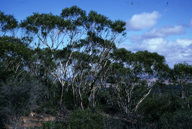 APII jpeg image of Eucalyptus lehmannii  © contact APII