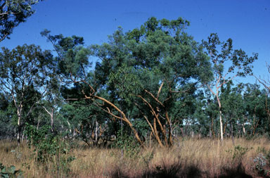 APII jpeg image of Eucalyptus lirata  © contact APII