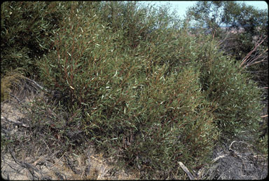 APII jpeg image of Eucalyptus blaxellii  © contact APII