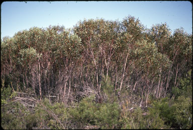 APII jpeg image of Eucalyptus erectifolia  © contact APII