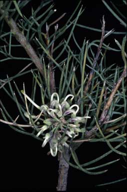 APII jpeg image of Hakea pulvinifera  © contact APII