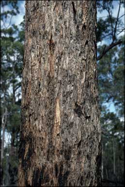 APII jpeg image of Eucalyptus microcorys  © contact APII