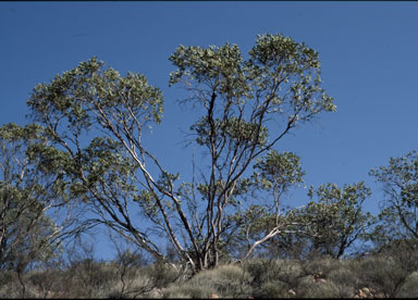 APII jpeg image of Eucalyptus oxymitra  © contact APII