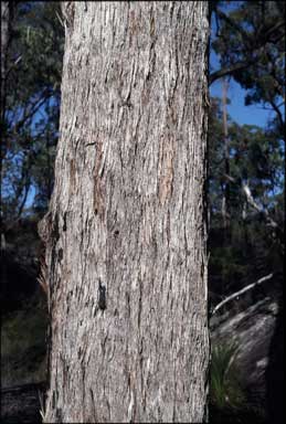 APII jpeg image of Eucalyptus planchoniana  © contact APII