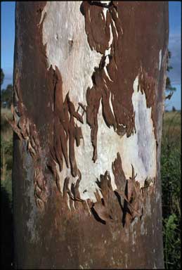 APII jpeg image of Eucalyptus platyphylla  © contact APII