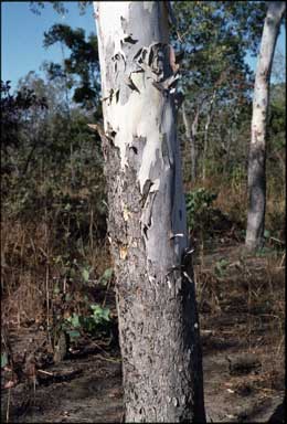 APII jpeg image of Corymbia polysciada  © contact APII