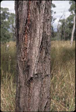 APII jpeg image of Eucalyptus quadricostata  © contact APII