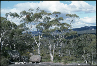 APII jpeg image of Eucalyptus scoparia  © contact APII