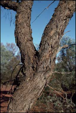 APII jpeg image of Eucalyptus eremicola subsp. peeneri  © contact APII