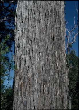 APII jpeg image of Eucalyptus umbra  © contact APII