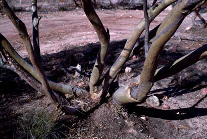 APII jpeg image of Eucalyptus blaxellii  © contact APII