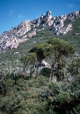 APII jpeg image of Eucalyptus burdettiana  © contact APII