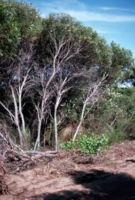 APII jpeg image of Eucalyptus calcicola  © contact APII