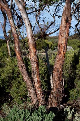 APII jpeg image of Eucalyptus calcareana  © contact APII