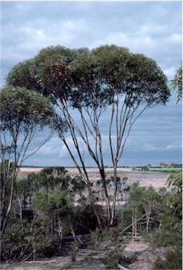 APII jpeg image of Eucalyptus dielsii  © contact APII