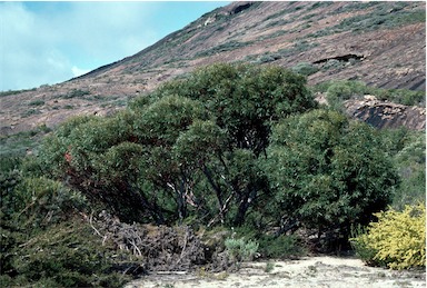 APII jpeg image of Eucalyptus doratoxylon  © contact APII