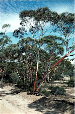 APII jpeg image of Eucalyptus erythronema var. erythronema  © contact APII