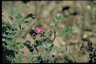 APII jpeg image of Indigofera leucotricha  © contact APII