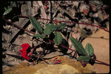 APII jpeg image of Kennedia sp. south coast (T.R.Lally 1576 & I.P.Lally)  © contact APII