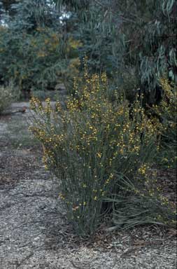 APII jpeg image of Bossiaea grayi  © contact APII