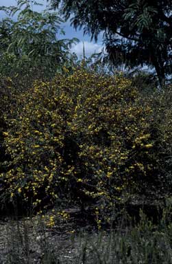 APII jpeg image of Bossiaea pulchella  © contact APII