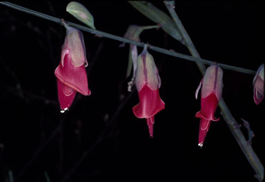 APII jpeg image of Bossiaea walkeri  © contact APII