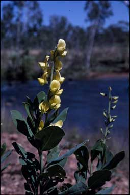 APII jpeg image of Crotalaria  © contact APII