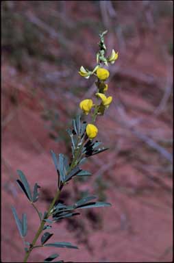 APII jpeg image of Crotalaria medicaginea var. neglecta  © contact APII