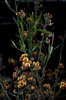 APII jpeg image of Daviesia leptophylla  © contact APII