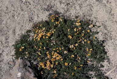 APII jpeg image of Dillwynia prostrata  © contact APII