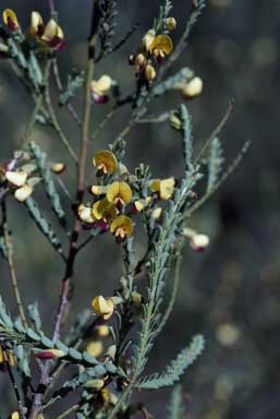 APII jpeg image of Bossiaea concolor  © contact APII