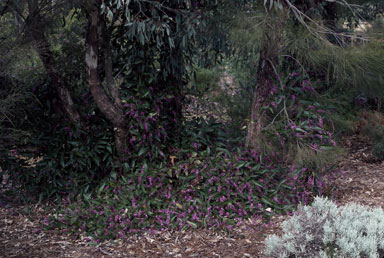 APII jpeg image of Hardenbergia violacea 'Happy Wanderer'  © contact APII