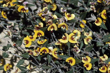 APII jpeg image of Mirbelia platylobioides  © contact APII