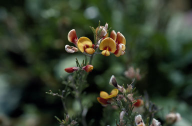 APII jpeg image of Pultenaea cinerascens  © contact APII