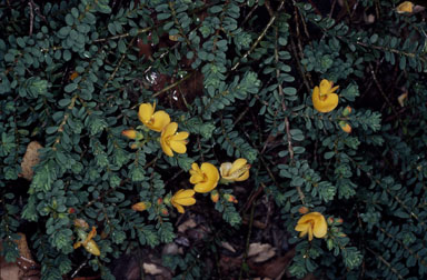 APII jpeg image of Pultenaea maritima  © contact APII