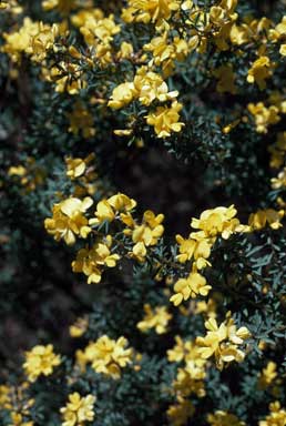 APII jpeg image of Pultenaea altissima  © contact APII