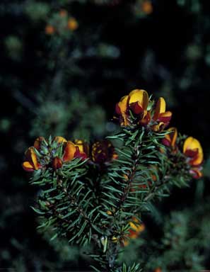 APII jpeg image of Pultenaea lapidosa  © contact APII