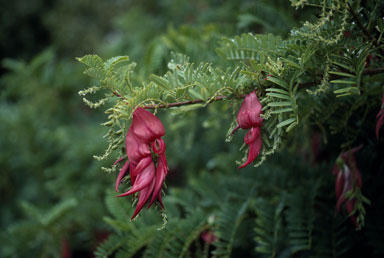 APII jpeg image of Clianthus puniceus  © contact APII