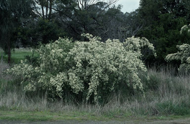 APII jpeg image of Chamaecytisus palmensis  © contact APII